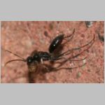 Auplopus carbonarius - Wegwespe 01 9mm am Insektenhotel.jpg